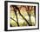 Aspen Sunset-Savanah Plank-Framed Photo