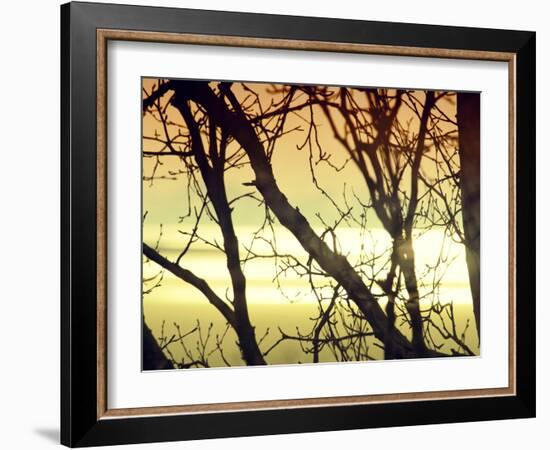 Aspen Sunset-Savanah Plank-Framed Photo