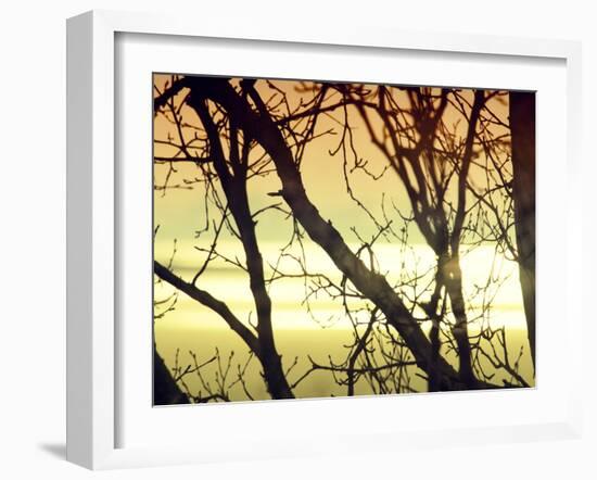 Aspen Sunset-Savanah Plank-Framed Photo