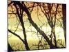 Aspen Sunset-Savanah Plank-Mounted Photo