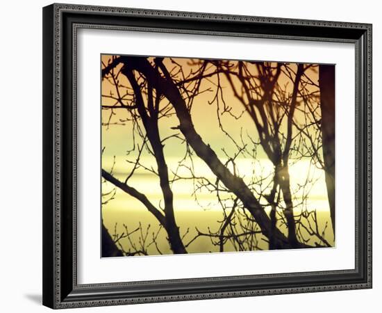 Aspen Sunset-Savanah Plank-Framed Photo