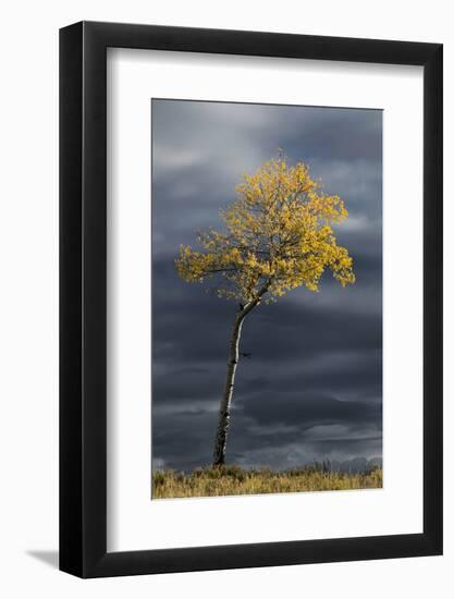 Aspen tree in fall color against dark stormy sky, Uncompahgre National Forest, Colorado-Adam Jones-Framed Photographic Print