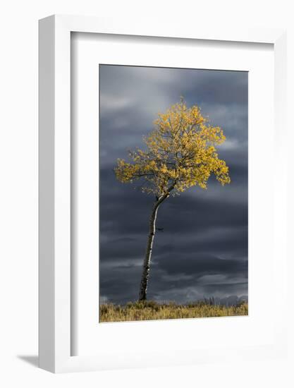 Aspen tree in fall color against dark stormy sky, Uncompahgre National Forest, Colorado-Adam Jones-Framed Photographic Print