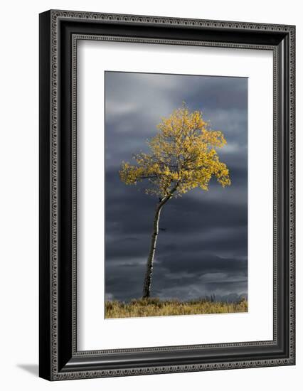 Aspen tree in fall color against dark stormy sky, Uncompahgre National Forest, Colorado-Adam Jones-Framed Photographic Print