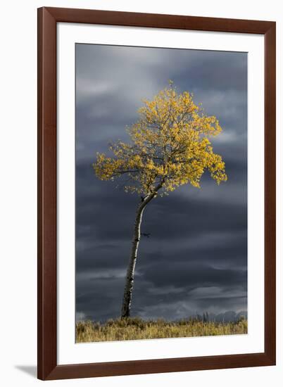 Aspen tree in fall color against dark stormy sky, Uncompahgre National Forest, Colorado-Adam Jones-Framed Photographic Print