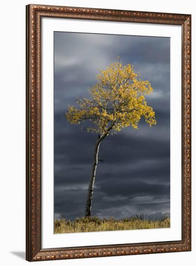 Aspen tree in fall color against dark stormy sky, Uncompahgre National Forest, Colorado-Adam Jones-Framed Photographic Print