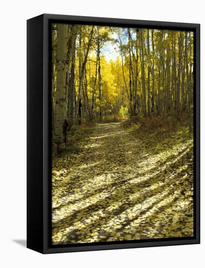 Aspen Tree Shadows and Old Country Road, Kebler Pass, Colorado, USA-Darrell Gulin-Framed Premier Image Canvas