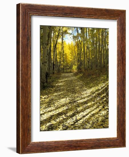 Aspen Tree Shadows and Old Country Road, Kebler Pass, Colorado, USA-Darrell Gulin-Framed Photographic Print