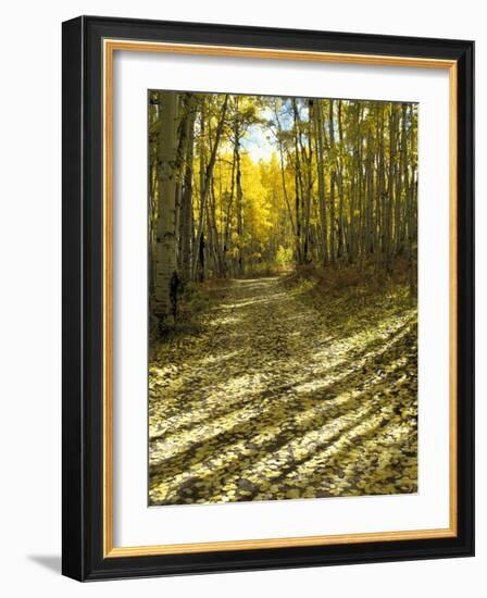 Aspen Tree Shadows and Old Country Road, Kebler Pass, Colorado, USA-Darrell Gulin-Framed Photographic Print