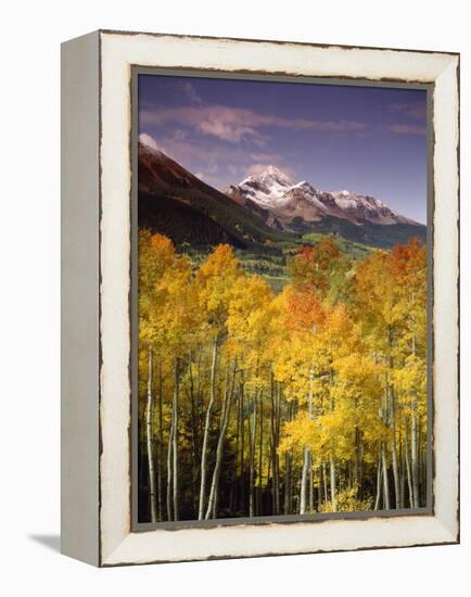 Aspen Tree, Snowcapped Mountain, San Juan National Forest, Colorado, USA-Stuart Westmorland-Framed Premier Image Canvas