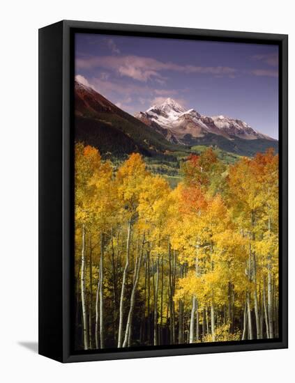 Aspen Tree, Snowcapped Mountain, San Juan National Forest, Colorado, USA-Stuart Westmorland-Framed Premier Image Canvas