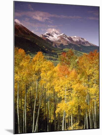 Aspen Tree, Snowcapped Mountain, San Juan National Forest, Colorado, USA-Stuart Westmorland-Mounted Premium Photographic Print