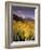 Aspen Tree, Snowcapped Mountain, San Juan National Forest, Colorado, USA-Stuart Westmorland-Framed Photographic Print