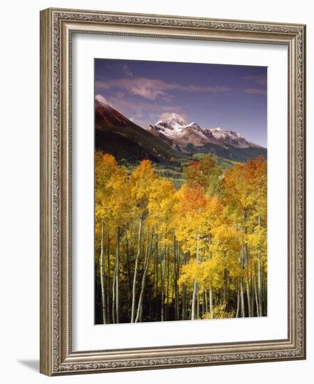 Aspen Tree, Snowcapped Mountain, San Juan National Forest, Colorado, USA-Stuart Westmorland-Framed Photographic Print