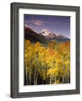 Aspen Tree, Snowcapped Mountain, San Juan National Forest, Colorado, USA-Stuart Westmorland-Framed Photographic Print