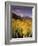 Aspen Tree, Snowcapped Mountain, San Juan National Forest, Colorado, USA-Stuart Westmorland-Framed Photographic Print