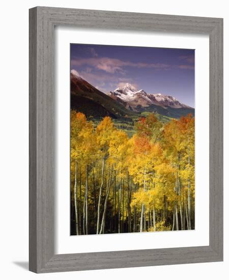 Aspen Tree, Snowcapped Mountain, San Juan National Forest, Colorado, USA-Stuart Westmorland-Framed Photographic Print