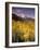 Aspen Tree, Snowcapped Mountain, San Juan National Forest, Colorado, USA-Stuart Westmorland-Framed Photographic Print