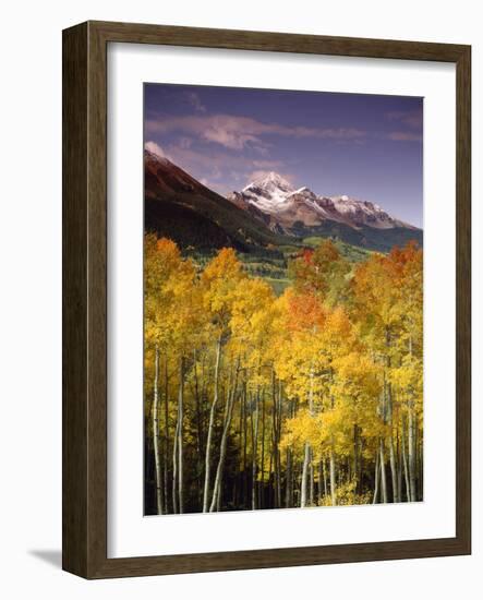 Aspen Tree, Snowcapped Mountain, San Juan National Forest, Colorado, USA-Stuart Westmorland-Framed Photographic Print