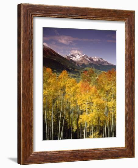 Aspen Tree, Snowcapped Mountain, San Juan National Forest, Colorado, USA-Stuart Westmorland-Framed Photographic Print