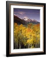 Aspen Tree, Snowcapped Mountain, San Juan National Forest, Colorado, USA-Stuart Westmorland-Framed Photographic Print