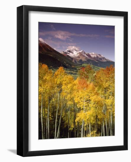 Aspen Tree, Snowcapped Mountain, San Juan National Forest, Colorado, USA-Stuart Westmorland-Framed Photographic Print