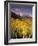 Aspen Tree, Snowcapped Mountain, San Juan National Forest, Colorado, USA-Stuart Westmorland-Framed Photographic Print
