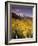 Aspen Tree, Snowcapped Mountain, San Juan National Forest, Colorado, USA-Stuart Westmorland-Framed Photographic Print