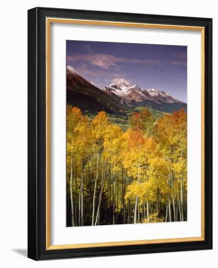 Aspen Tree, Snowcapped Mountain, San Juan National Forest, Colorado, USA-Stuart Westmorland-Framed Photographic Print