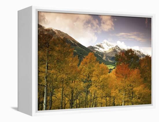 Aspen Tree, Snowcapped Mountain, San Juan National Forest, Colorado, USA-Stuart Westmorland-Framed Premier Image Canvas