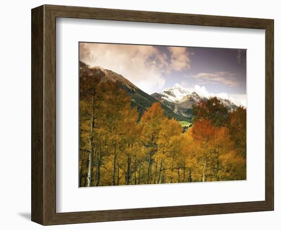 Aspen Tree, Snowcapped Mountain, San Juan National Forest, Colorado, USA-Stuart Westmorland-Framed Photographic Print