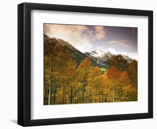 Aspen Tree, Snowcapped Mountain, San Juan National Forest, Colorado, USA-Stuart Westmorland-Framed Photographic Print