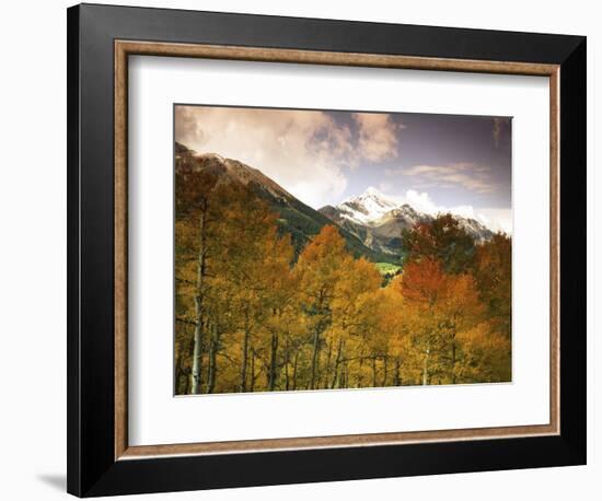 Aspen Tree, Snowcapped Mountain, San Juan National Forest, Colorado, USA-Stuart Westmorland-Framed Photographic Print