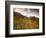 Aspen Tree, Snowcapped Mountain, San Juan National Forest, Colorado, USA-Stuart Westmorland-Framed Photographic Print