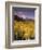 Aspen Tree, Snowcapped Mountain, San Juan National Forest, Colorado, USA-Stuart Westmorland-Framed Photographic Print