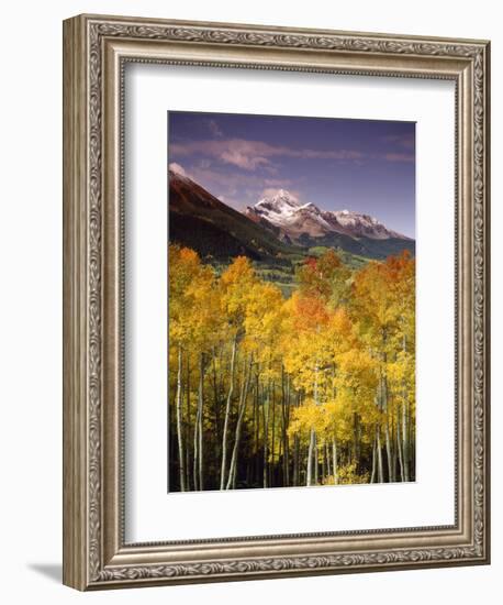 Aspen Tree, Snowcapped Mountain, San Juan National Forest, Colorado, USA-Stuart Westmorland-Framed Photographic Print