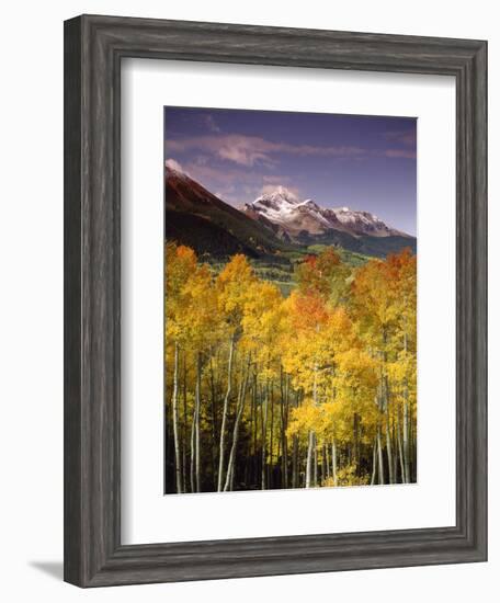 Aspen Tree, Snowcapped Mountain, San Juan National Forest, Colorado, USA-Stuart Westmorland-Framed Photographic Print