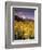 Aspen Tree, Snowcapped Mountain, San Juan National Forest, Colorado, USA-Stuart Westmorland-Framed Photographic Print