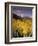 Aspen Tree, Snowcapped Mountain, San Juan National Forest, Colorado, USA-Stuart Westmorland-Framed Photographic Print