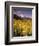 Aspen Tree, Snowcapped Mountain, San Juan National Forest, Colorado, USA-Stuart Westmorland-Framed Photographic Print