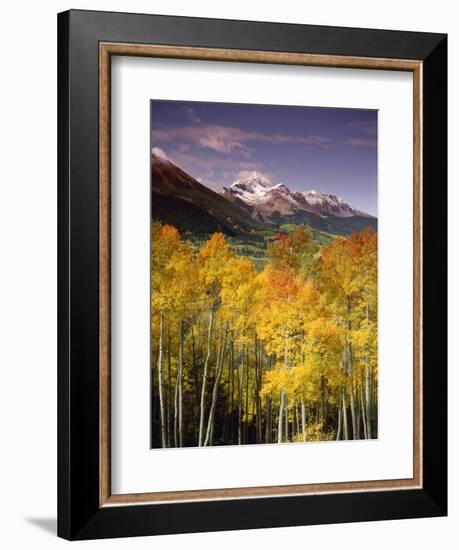 Aspen Tree, Snowcapped Mountain, San Juan National Forest, Colorado, USA-Stuart Westmorland-Framed Photographic Print