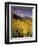 Aspen Tree, Snowcapped Mountain, San Juan National Forest, Colorado, USA-Stuart Westmorland-Framed Photographic Print