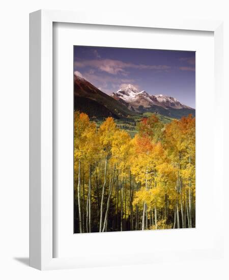 Aspen Tree, Snowcapped Mountain, San Juan National Forest, Colorado, USA-Stuart Westmorland-Framed Photographic Print