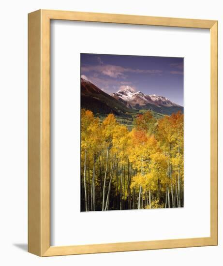 Aspen Tree, Snowcapped Mountain, San Juan National Forest, Colorado, USA-Stuart Westmorland-Framed Photographic Print