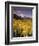 Aspen Tree, Snowcapped Mountain, San Juan National Forest, Colorado, USA-Stuart Westmorland-Framed Photographic Print