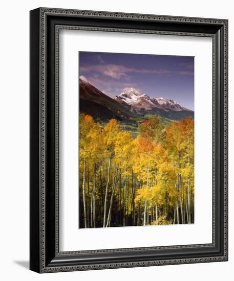 Aspen Tree, Snowcapped Mountain, San Juan National Forest, Colorado, USA-Stuart Westmorland-Framed Photographic Print