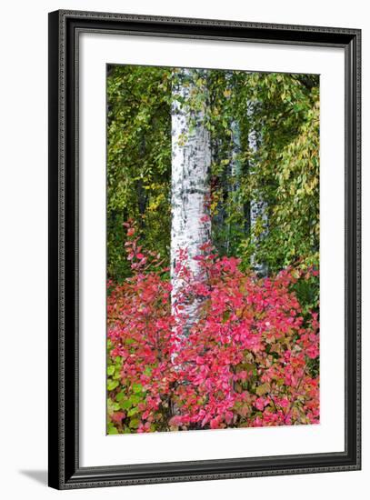 Aspen Tree Trunks Surrounded by Autumn Color, Alaska, USA-Terry Eggers-Framed Photographic Print