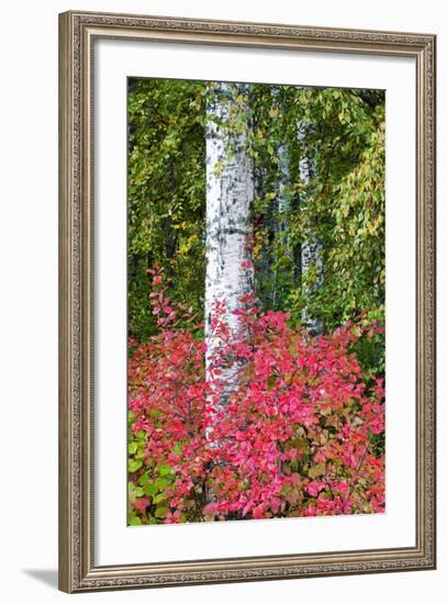 Aspen Tree Trunks Surrounded by Autumn Color, Alaska, USA-Terry Eggers-Framed Photographic Print