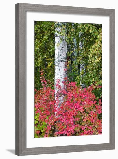 Aspen Tree Trunks Surrounded by Autumn Color, Alaska, USA-Terry Eggers-Framed Photographic Print