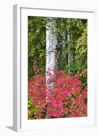 Aspen Tree Trunks Surrounded by Autumn Color, Alaska, USA-Terry Eggers-Framed Photographic Print